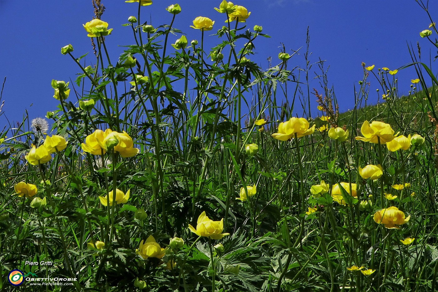 18 Estese fiorriture di botton d'oro.JPG